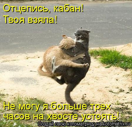 Отцепись, кабан! Твоя взяла! часов на хвосте устоять! Не могу я больше трех... Котоматрица: Отцепись, кабан! Твоя взяла! часов на хвосте устоять! Не могу я больше трех