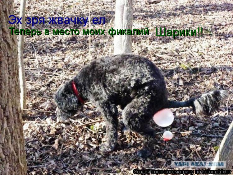 Теперь в место моих фикалий Шарики!! Эх зря жвачку ел... Котоматрица: Теперь в место моих фикалий Шарики!! Эх зря жвачку ел
