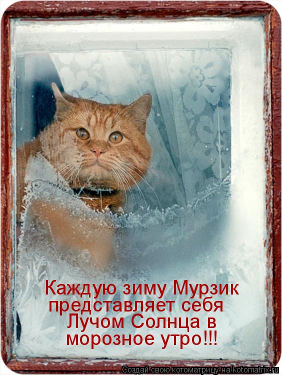 Котоматрица: Каждую зиму Мурзик  представляет себя  морозное утро!!!  Лучом Солнца в