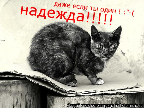 надежда!!!!! даже если ты один ! :"-(... Котоматрица: надежда!!!!! даже если ты один ! :"-(