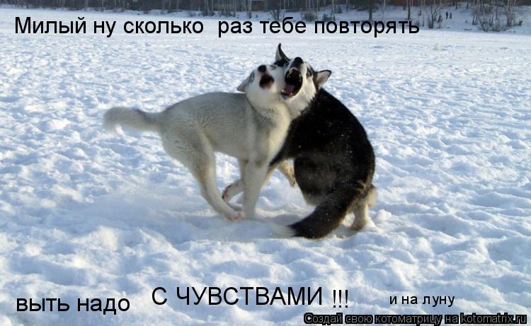 Котоматрица: Милый ну сколько  раз тебе повторять выть надо  С ЧУВСТВАМИ !!! и на луну