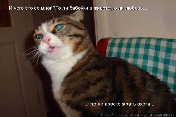 Котоматрица: - И чего это со мной?То ли бабочки в животе,то ли любовь... ... то ли просто жрать охота...
