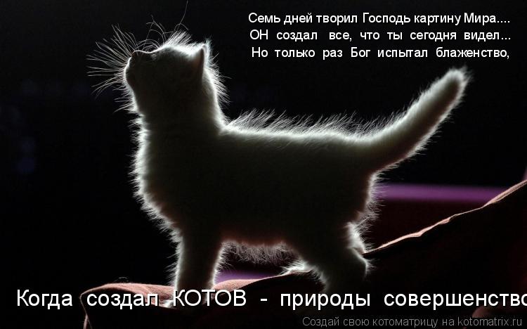 Котоматрица: Семь дней творил Господь картину Мира.... ОН  создал   все,  что  ты  сегодня  видел... Но  только  раз  Бог  испытал  блаженство, Когда  создал  КОТ
