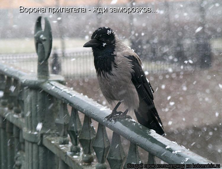 Котоматрица: Ворона прилетела - жди заморозков...
