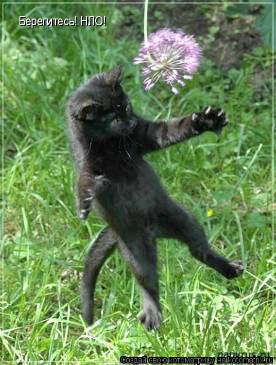 Котоматрица: Берегитесь! НЛО!
