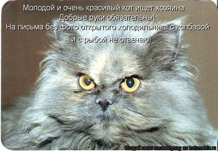Котоматрица: Молодой и очень красивый кот ищет хозяина.   Добрые руки обязательны! На письма без фото открытого холодильника с колбасой  и с рыбой не отве