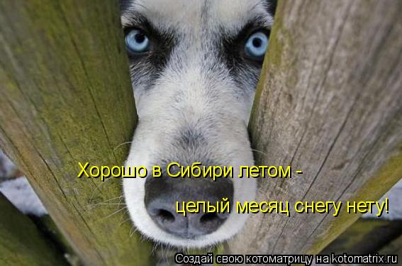Хорошо в Сибири летом - целый месяц снегу нету!... Котоматрица: Хорошо в Сибири летом - целый месяц снегу нету!