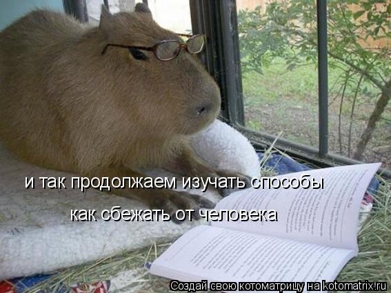 и так продолжаем изучать способы как сбежать от человека... Котоматрица: и так продолжаем изучать способы как сбежать от человека