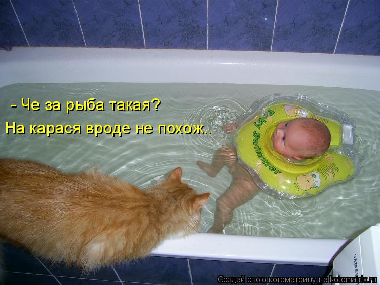 - Че за рыба такая? На карася вроде не похож..... Котоматрица: - Че за рыба такая? На карася вроде не похож..