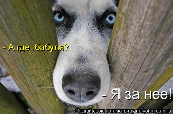 - А где бабуля? - Я за нее!... Котоматрица: - А где бабуля? - Я за нее!