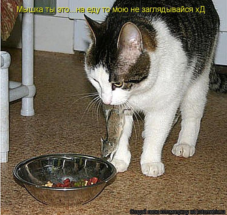 Мышка ты это...на еду то мою не заглядывайся хД... Котоматрица: Мышка ты это...на еду то мою не заглядывайся хД