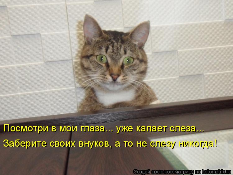 Посмотри в мои глаза... уже капает слеза... Заберите своих внуков, а то не слезу никогда!... Котоматрица: Посмотри в мои глаза... уже капает слеза... Заберите своих внуков, а то не слезу никогда!