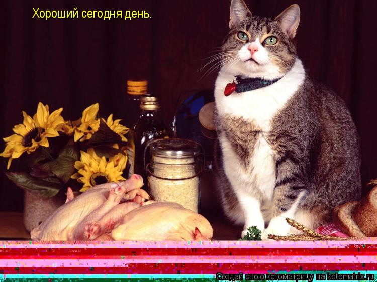 Хороший сегодня день.... Котоматрица: Хороший сегодня день.