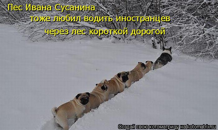 Котоматрица: Пес Ивана Сусанина тоже любил водить иностранцев через лес короткой дорогой