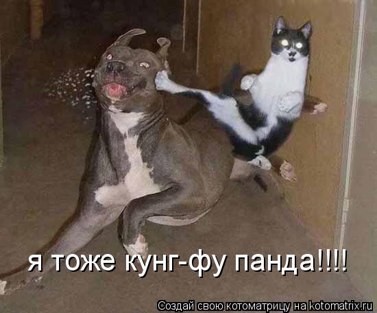 я тоже кунг-фу панда!!!!... Котоматрица: я тоже кунг-фу панда!!!!