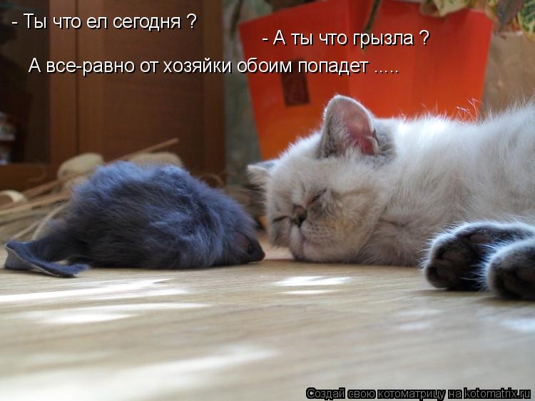- Ты что ел сегодня ? - А ты что грызла ? А все-равно от хозяйки обоим попадет ........ Котоматрица: - Ты что ел сегодня ? - А ты что грызла ? А все-равно от хозяйки обоим попадет .....