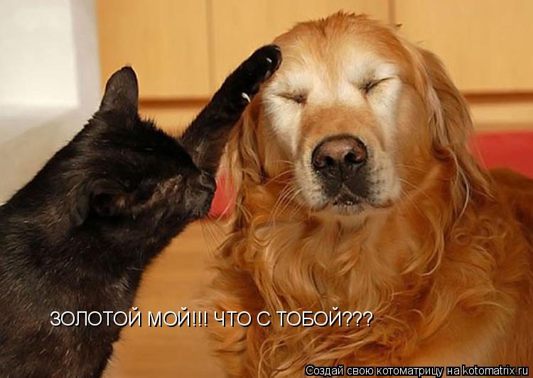 ЗОЛОТОЙ МОЙ!!! ЧТО С ТОБОЙ???... Котоматрица: ЗОЛОТОЙ МОЙ!!! ЧТО С ТОБОЙ???