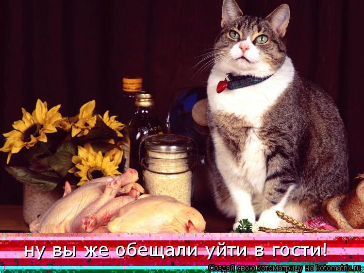 Котоматрица: ну вы же обещали уйти в гости!
