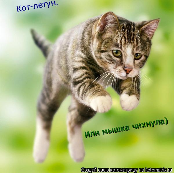 Кот-летун. Или мышка чихнула)... Котоматрица: Кот-летун. Или мышка чихнула)