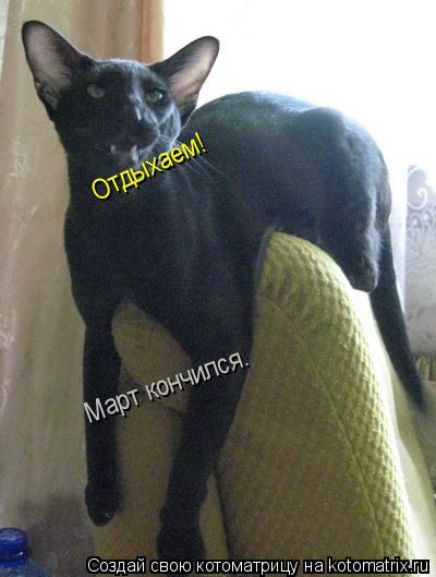 Март кончился. Отдыхаем!... Котоматрица: Март кончился. Отдыхаем!