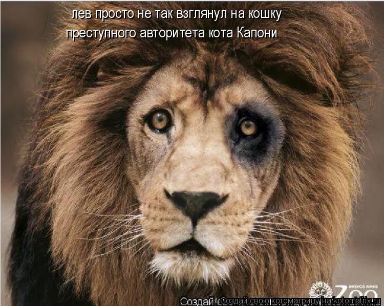 лев просто не так взглянул на кошку преступного авторитета кота Капони... Котоматрица: лев просто не так взглянул на кошку преступного авторитета кота Капони