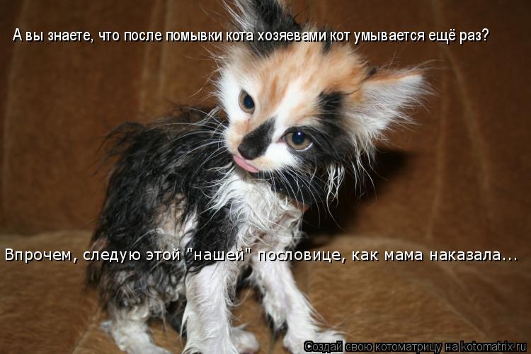 А вы знаете, что после помывки кота хозяевами кот умывается ещё раз? Впрочем, следую этой "нашей" пос... Котоматрица: А вы знаете, что после помывки кота хозяевами кот умывается ещё раз? Впрочем, следую этой "нашей" пословице, как мама наказала...
