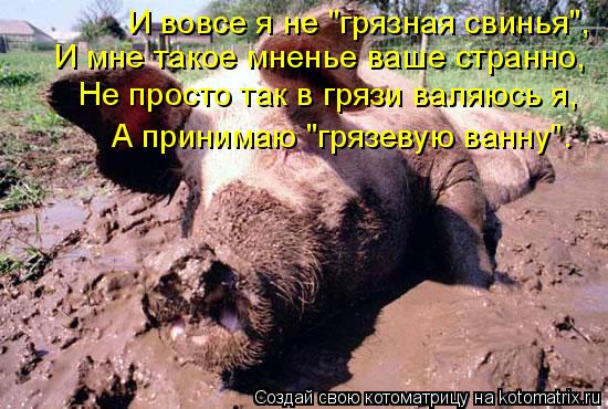И вовсе я не "грязная свинья", И мне такое мненье ваше странно, Не просто так в грязи валяюсь я, А п... Котоматрица: И вовсе я не "грязная свинья", И мне такое мненье ваше странно, Не просто так в грязи валяюсь я, А принимаю "грязевую ванну".