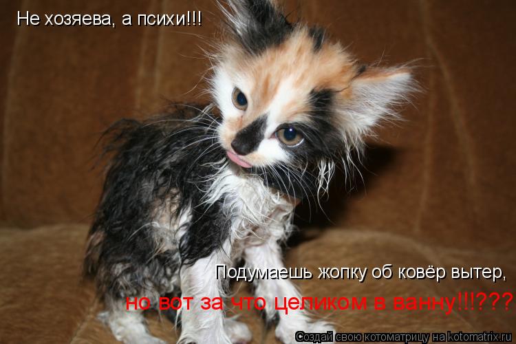 Не хозяева, а психи!!! Подумаешь жопку об ковёр вытер, но вот за что целиком в ванну!!!???... Котоматрица: Не хозяева, а психи!!! Подумаешь жопку об ковёр вытер, но вот за что целиком в ванну!!!???