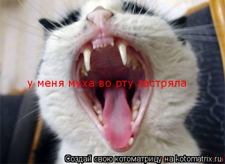 у меня муха во рту застряла у меня муха во рту застряла... Котоматрица: у меня муха во рту застряла у меня муха во рту застряла