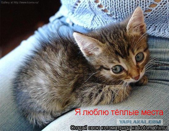 Котоматрица: Я люблю тёплые места