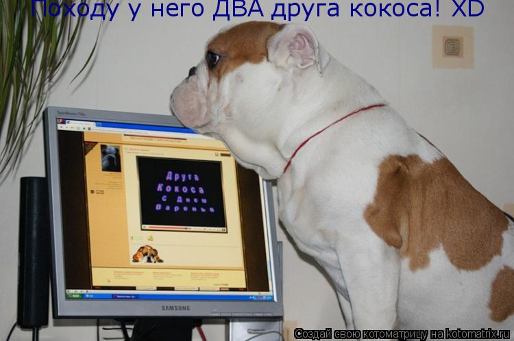 Котоматрица: Походу у него ДВА друга кокоса! XD