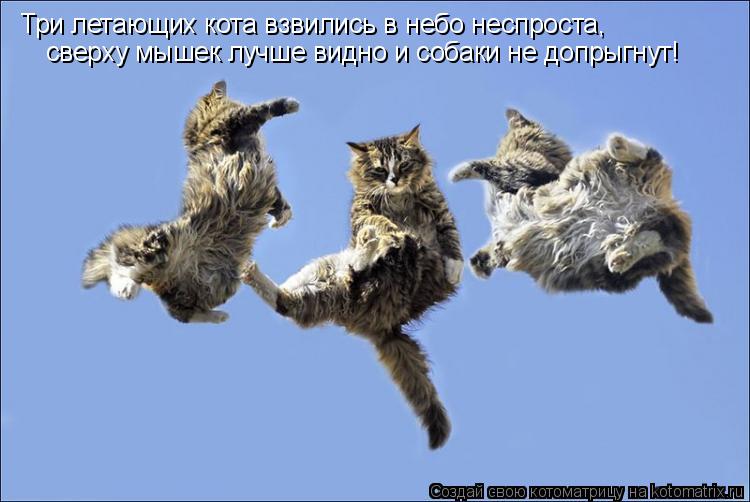 Котоматрица: Три летающих кота взвились в небо неспроста, сверху мышек лучше видно и собаки не допрыгнут!