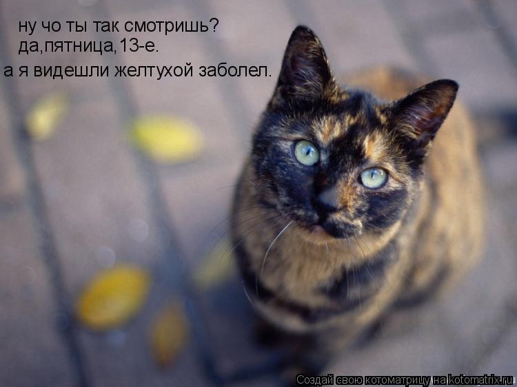 ну чо ты так смотришь? да,пятница,13-е. а я видешли желтухой заболел.... Котоматрица: ну чо ты так смотришь? да,пятница,13-е. а я видешли желтухой заболел.
