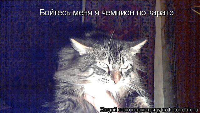 Бойтесь меня я чемпион по каратэ... Котоматрица: Бойтесь меня я чемпион по каратэ
