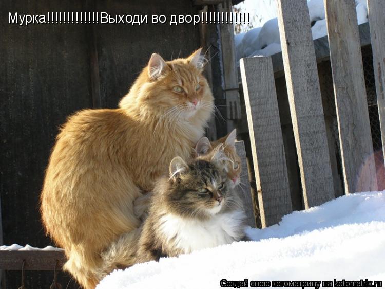 Мурка!!!!!!!!!!!!!Выходи во двор!!!!!!!!!!!!... Котоматрица: Мурка!!!!!!!!!!!!!Выходи во двор!!!!!!!!!!!!