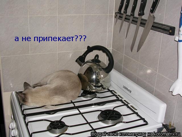 а не припекает???... Котоматрица: а не припекает???