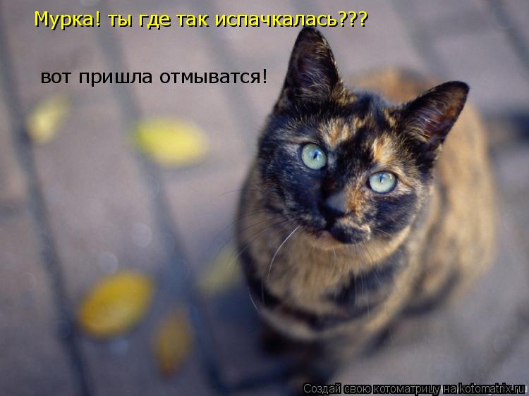 Мурка! ты где так испачкалась??? вот пришла отмыватся!... Котоматрица: Мурка! ты где так испачкалась??? вот пришла отмыватся!