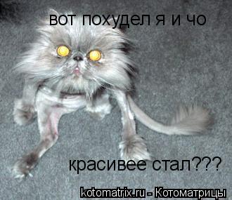 вот похудел я и чо красивее стал???... Котоматрица: вот похудел я и чо красивее стал???