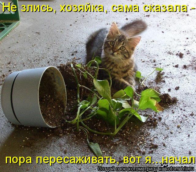 Не злись, хозяйка, сама сказала - пора пересаживать, вот я...начал... Котоматрица: Не злись, хозяйка, сама сказала - пора пересаживать, вот я...начал
