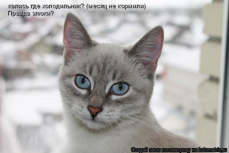 кались где холодильник? (месяц не кормили) Правда злюки?... Котоматрица: кались где холодильник? (месяц не кормили) Правда злюки?