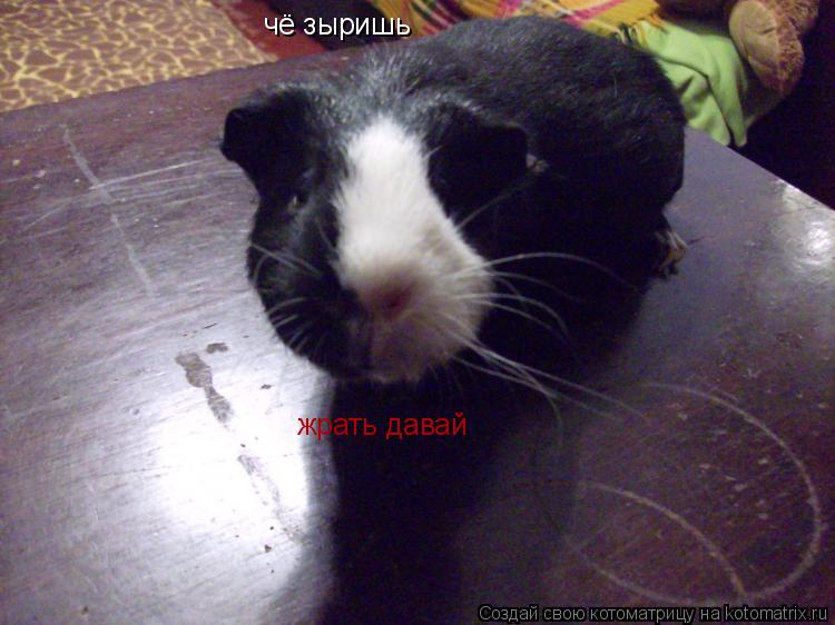 чё зыришь жрать давай... Котоматрица: чё зыришь жрать давай