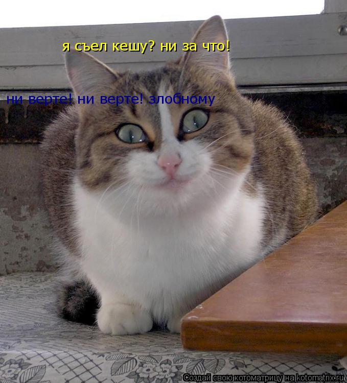 я съел кешу? ни за что! ни верте! ни верте! злобному... Котоматрица: я съел кешу? ни за что! ни верте! ни верте! злобному