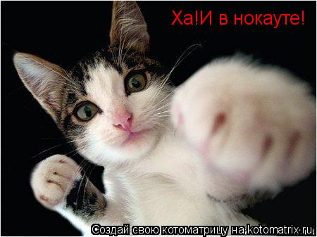 Ха!И в нокауте!... Котоматрица: Ха!И в нокауте!