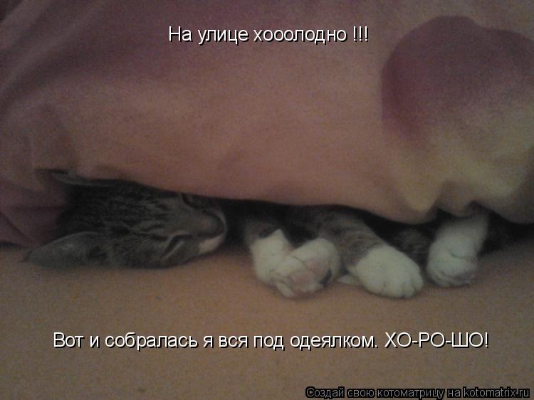 На улице хооолодно !!! Вот и собралась я вся под одеялком. ХО-РО-ШО!... Котоматрица: На улице хооолодно !!! Вот и собралась я вся под одеялком. ХО-РО-ШО!
