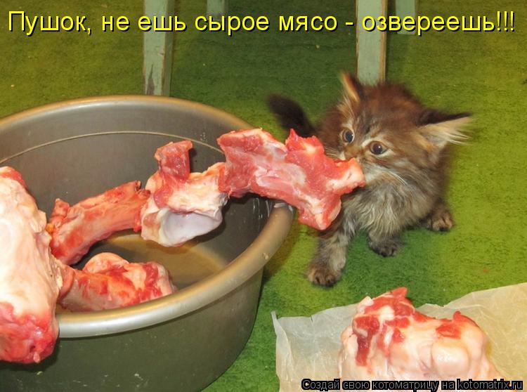 Пушок, не ешь сырое мясо - озвереешь!!!... Котоматрица: Пушок, не ешь сырое мясо - озвереешь!!!