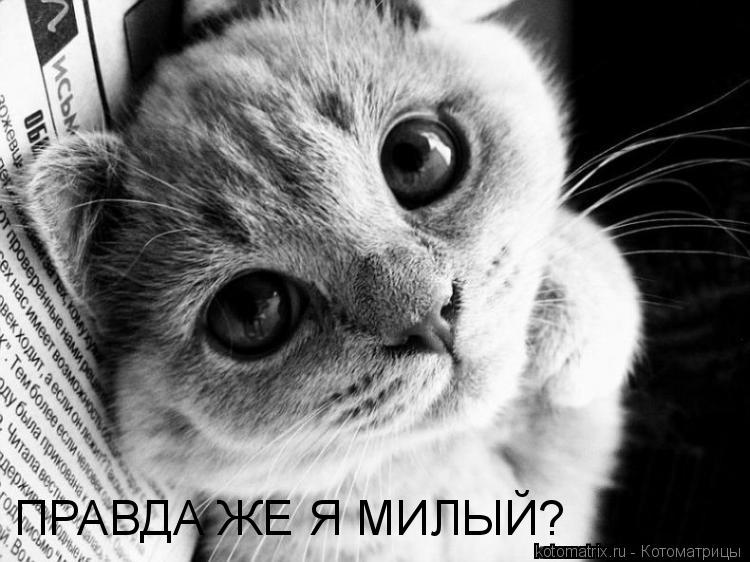 ПРАВДА ЖЕ Я МИЛЫЙ?... Котоматрица: ПРАВДА ЖЕ Я МИЛЫЙ?