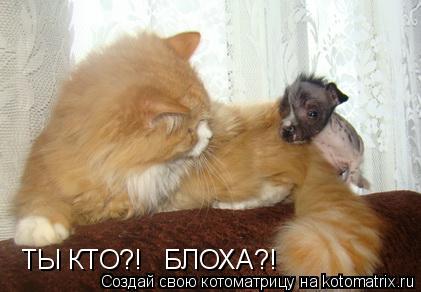 ТЫ КТО?! БЛОХА?!... Котоматрица: ТЫ КТО?! БЛОХА?!