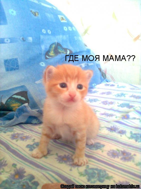 ГДЕ МОЯ МАМА??... Котоматрица: ГДЕ МОЯ МАМА??