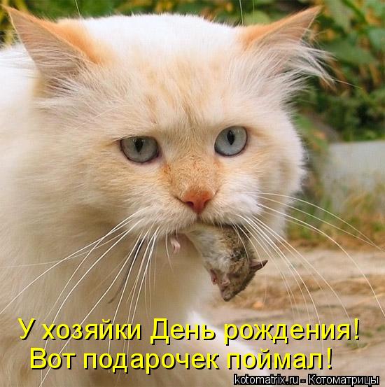 У хозяйки День рождения! Вот подарочек поймал!... Котоматрица: У хозяйки День рождения! Вот подарочек поймал!