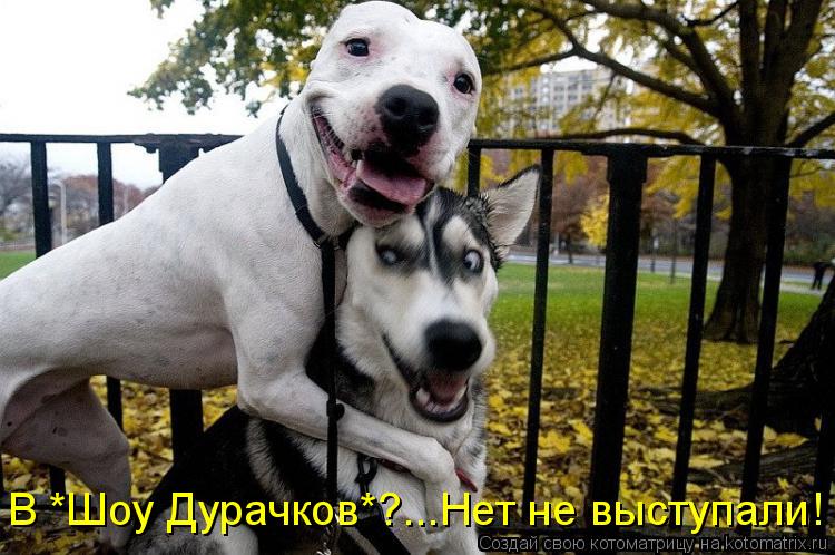 В *Шоу Дурачков*?...Нет не выступали!... Котоматрица: В *Шоу Дурачков*?...Нет не выступали!